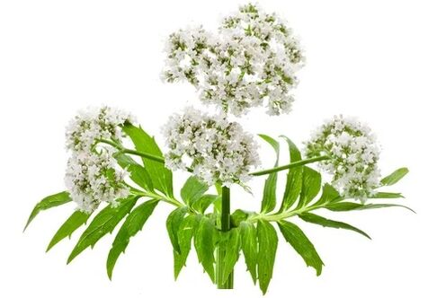 Cardiol sudėtyje yra valerijono officinalis